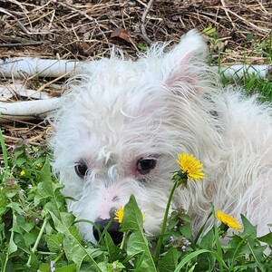 Brianne Campbell-Thompson